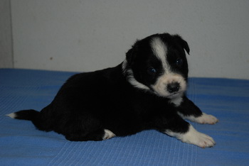Australian Shepherd